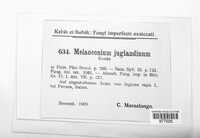 Juglanconis juglandina image